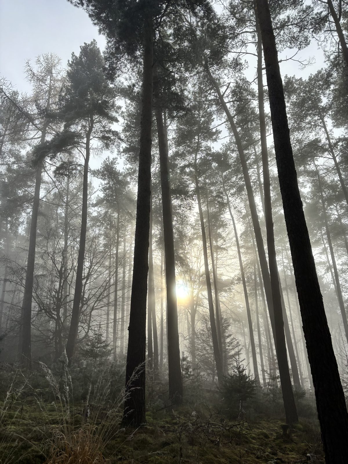 Foggy forest at sunrise