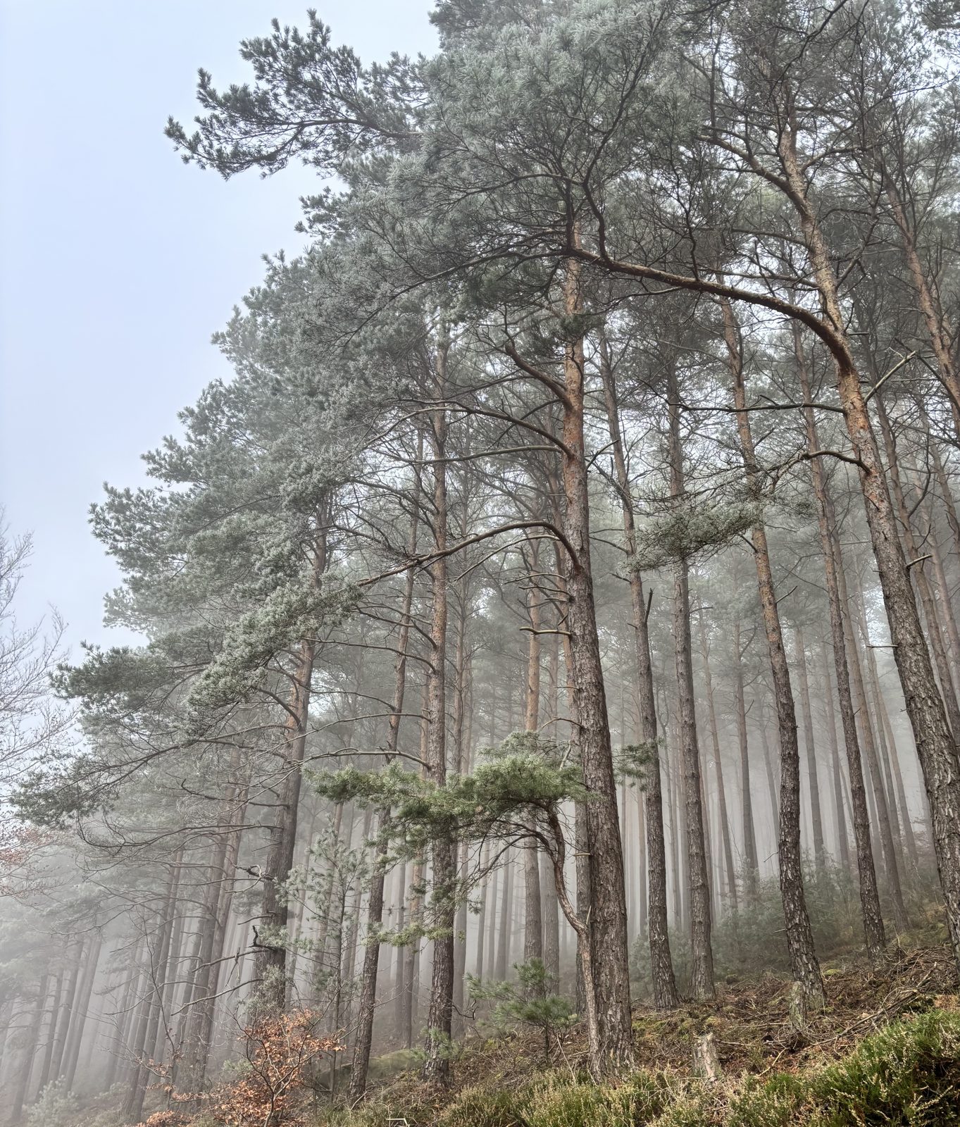 Pine forest with sunlight