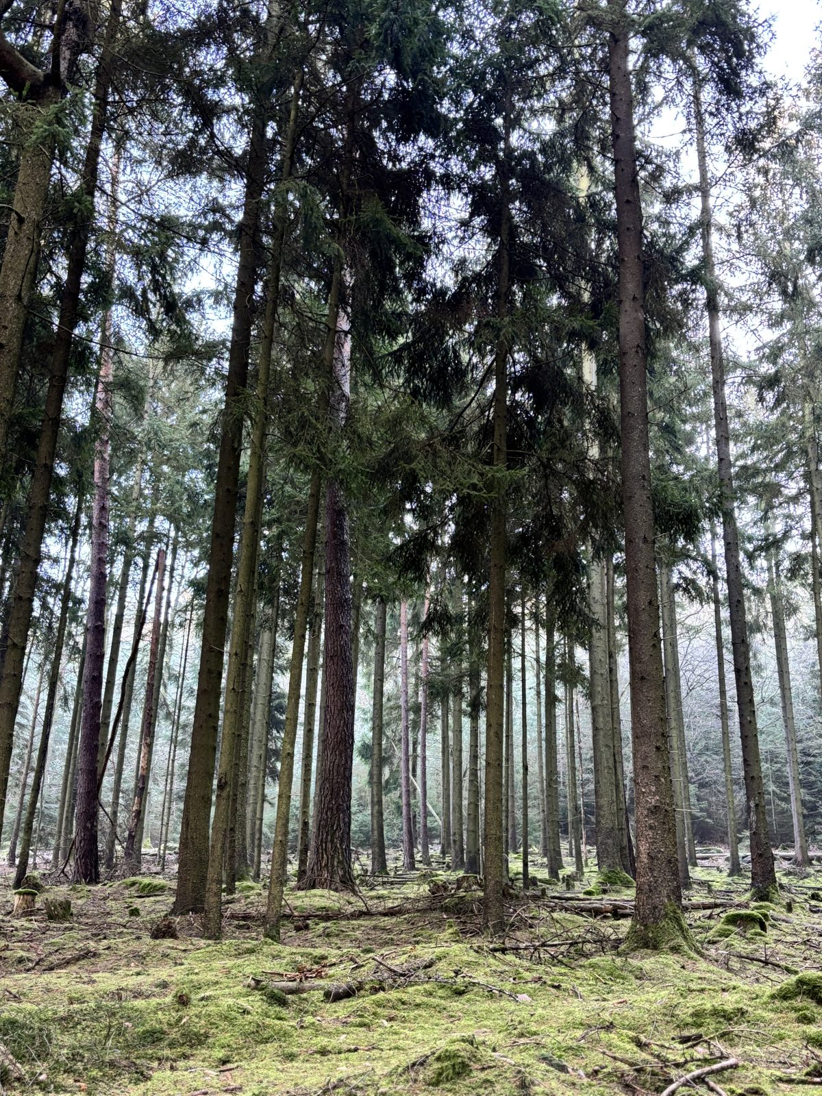 Misty spruce forest
