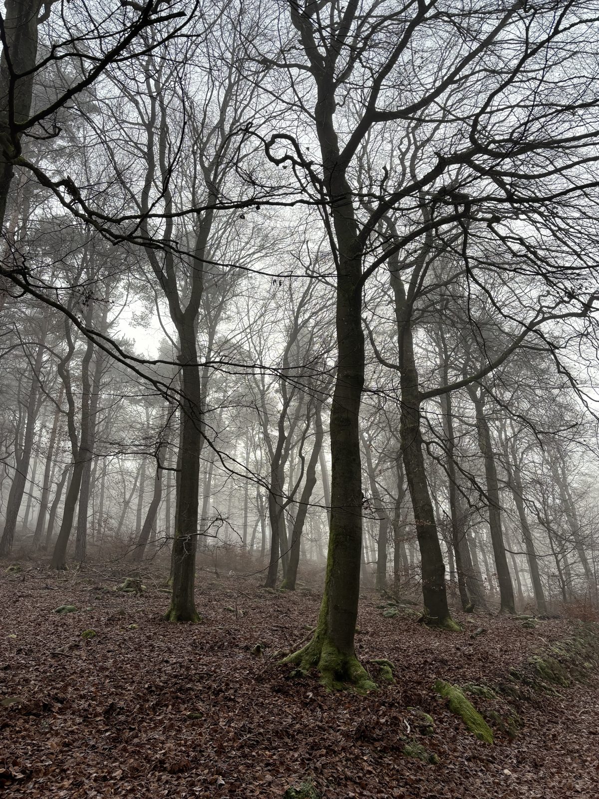 Mossy woodland