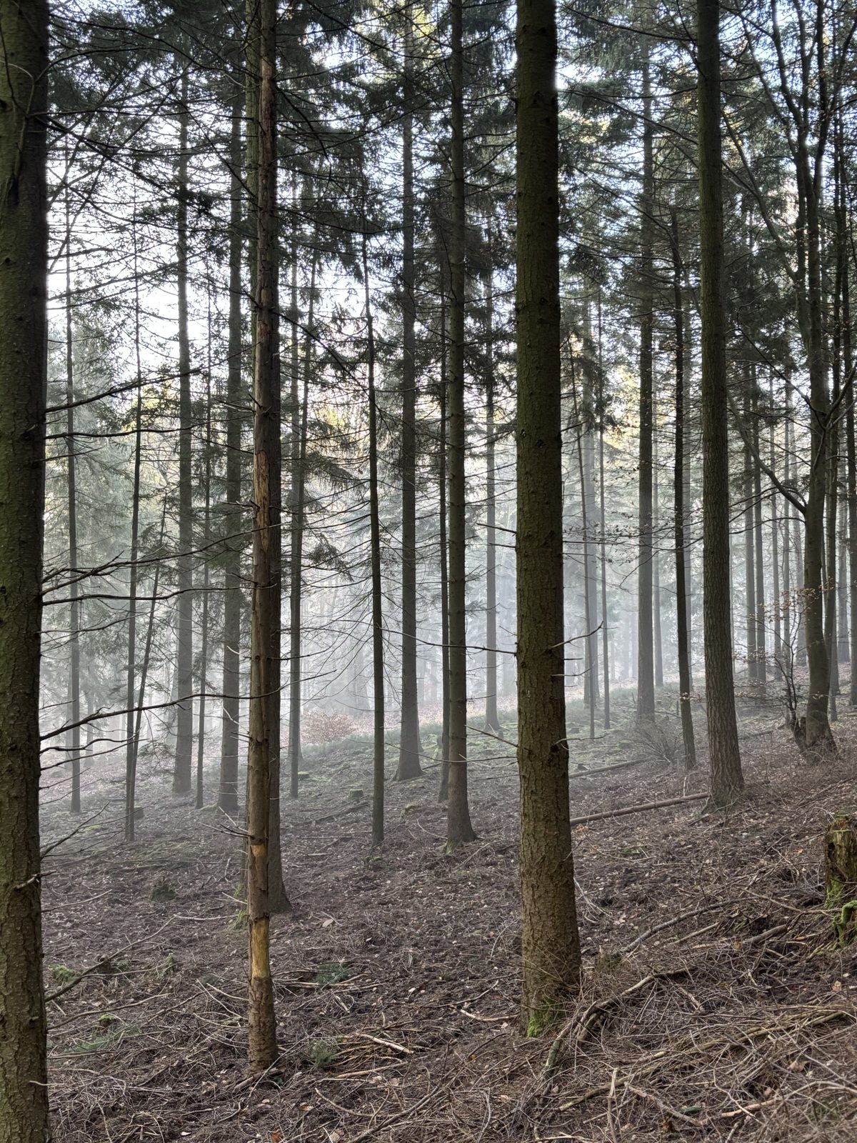 Tall spruce forest with mossy floor