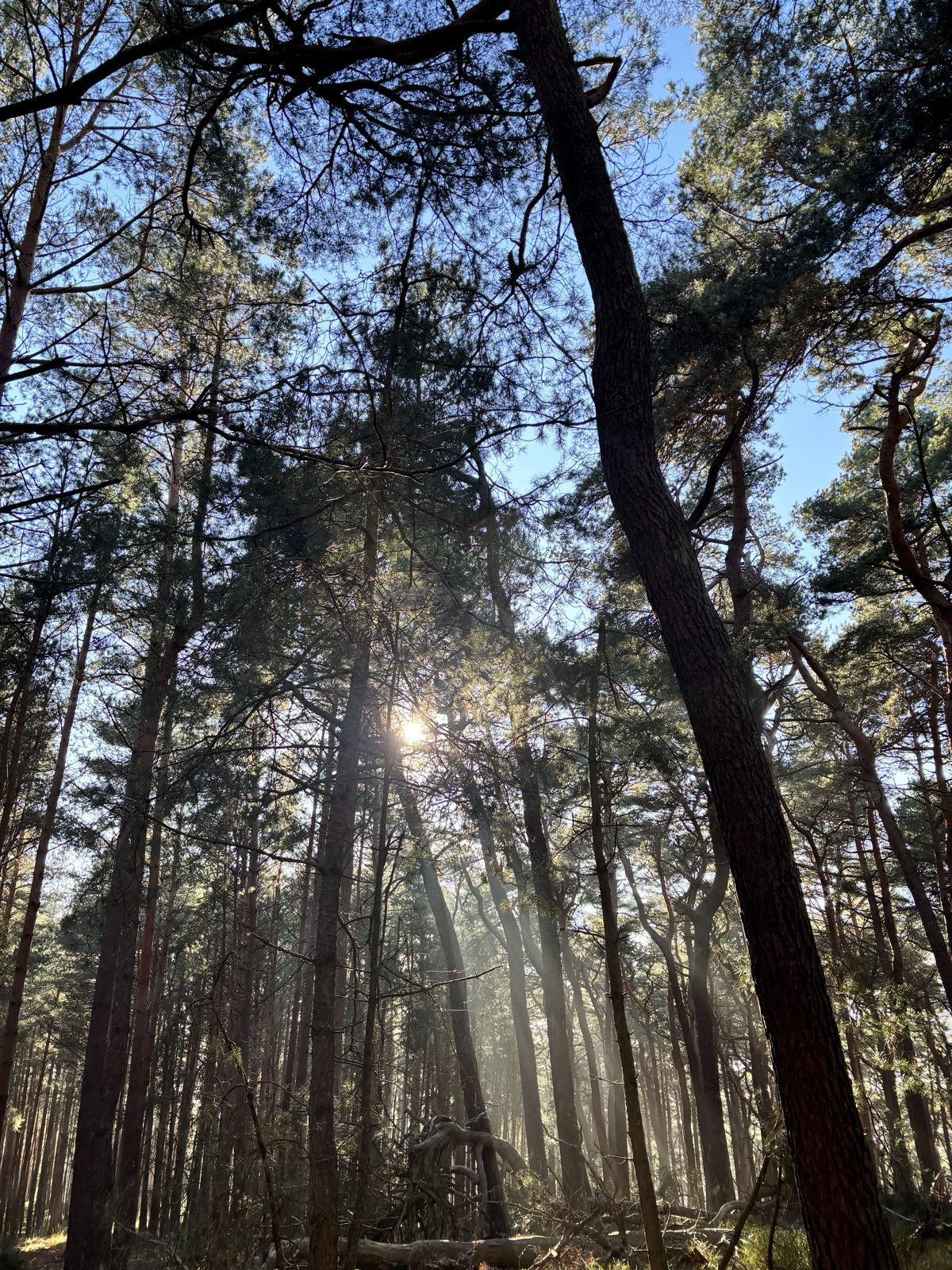 Tall pines in fog