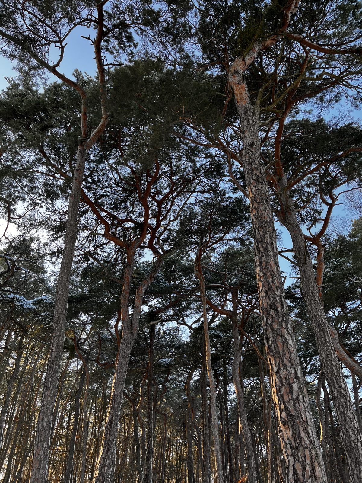 Path through a beech forest
