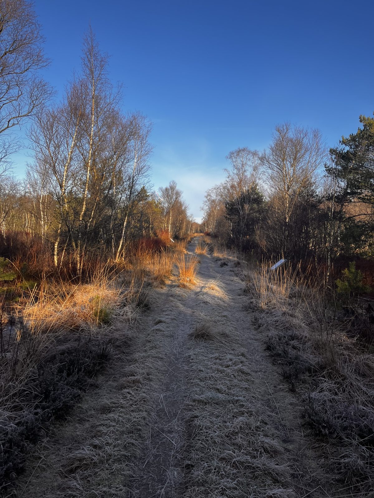Frosted path under a blue sky