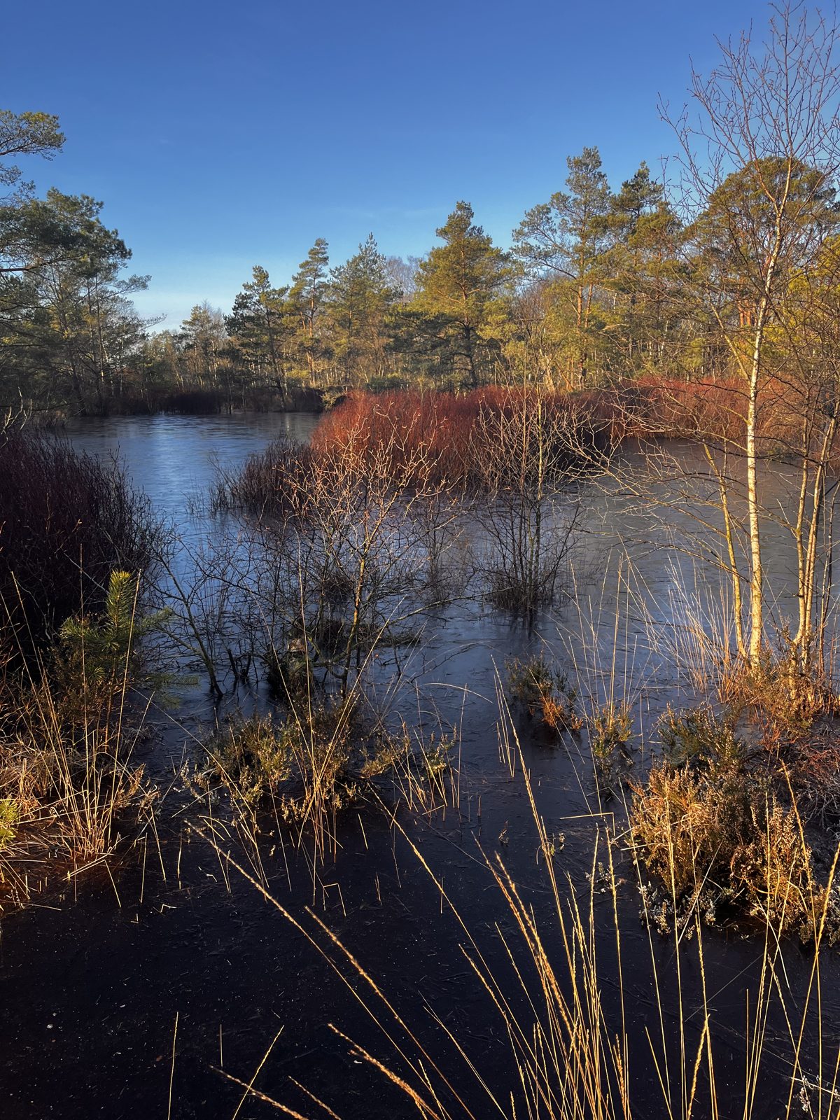 Moor water in winter light